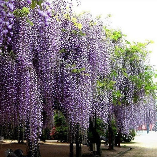 Immagine di 10Pcs Purple Wisteria Flower Seeds Wisteria Sinensis For DIY Home Garden Plant
