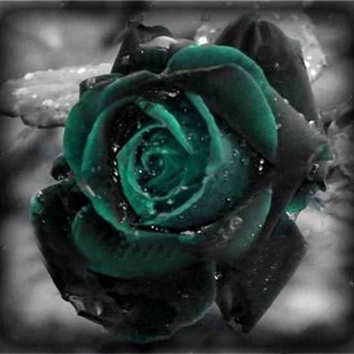 Picture of Egrow 100 Pcs Black Rose Seeds Dark Green Rose Garden Bonsai Perennial Plants Flower Seed