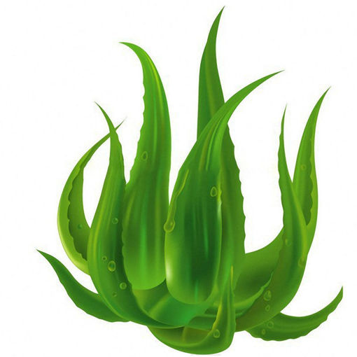 Immagine di Egrow 100 PCS Aloe Vera Seeds Beauty Plant Edible Bonsai Plants Vegetables And Fruit For Gardening