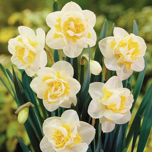 Picture of Egrow 100 pcs Aquatic Daffodil Seeds Narcissus Flower Double Petals Home Courtyard Bonsai Plant
